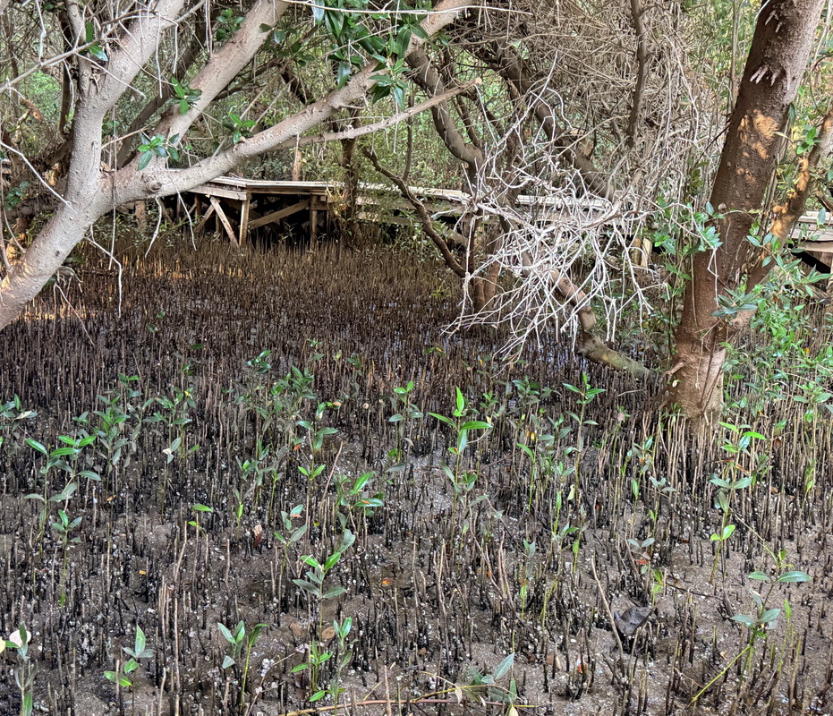 Image of Avicennia marina specimen.