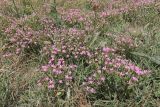 Centaurium pulchellum. Цветущие растения. Крым, Севастополь, Инкерман, пустырь. 07.07.2026.