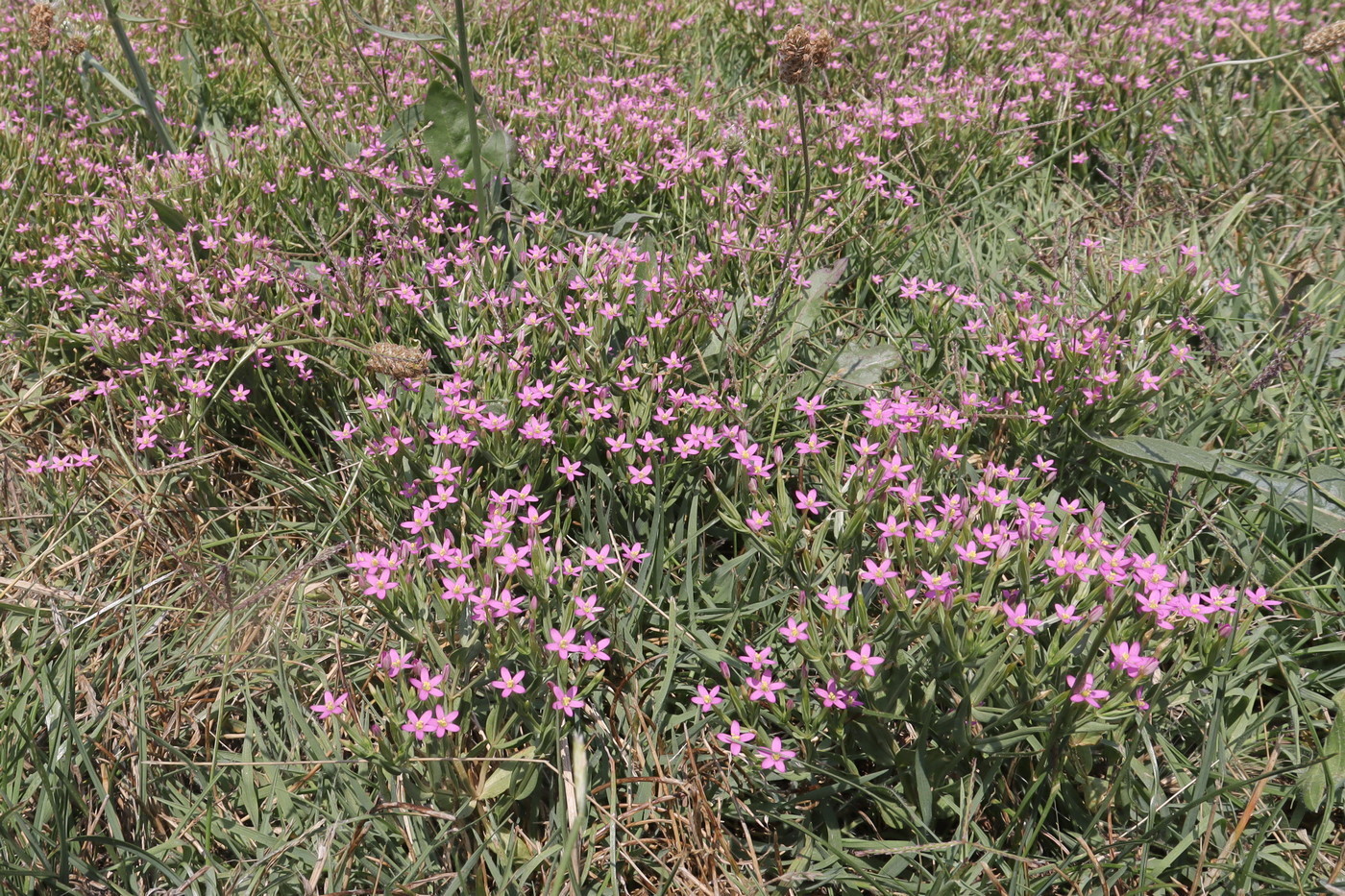 Изображение особи Centaurium pulchellum.