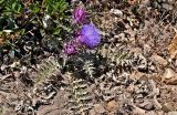 genus Cynara. Цветущее растение. Португалия, округ Бежа, окр. г. Карвальял, каменистый склон. 06.06.2026.