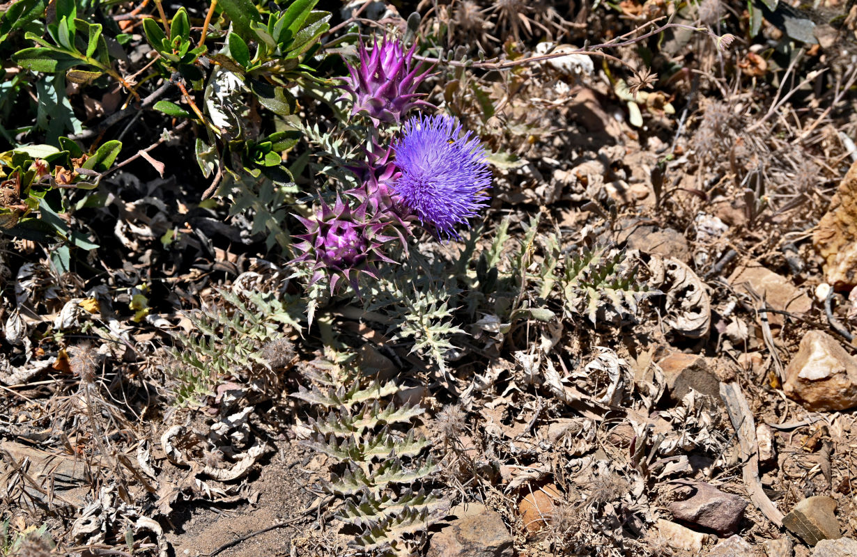 Image of Cynara humilis specimen.