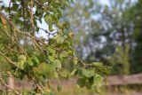 род Pyrus