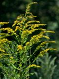 Solidago canadensis