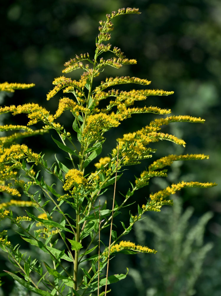 Image of Solidago canadensis specimen.