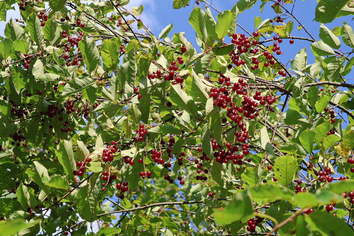 Изображение особи Padus virginiana.