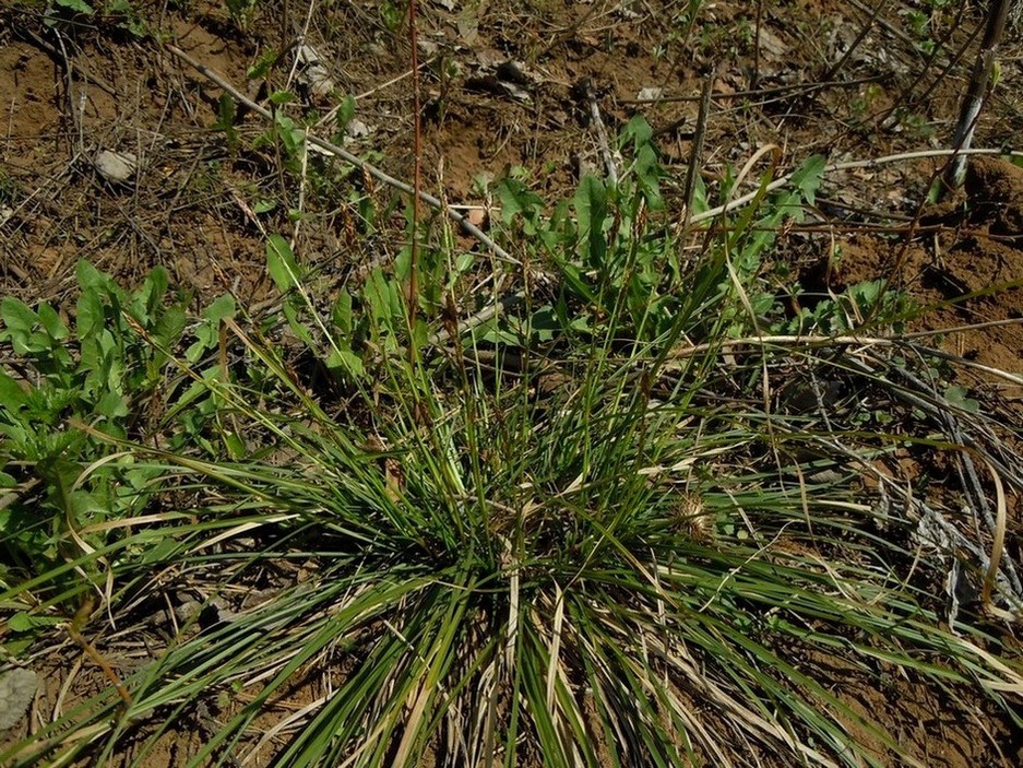 Image of Carex digitata specimen.