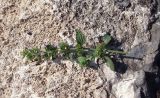 семейство Lamiaceae
