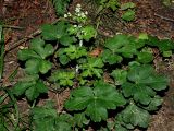 Sanicula europaea. Цветущее растение, поражённое белокрылкой. Краснодарский край, муниципальное образование город-курорт Сочи, Адлерский р-н, Кудепстинский сельский округ, окр. пос. Дубравный, Кудепстинский дендропарк, широколиственный лес. 05.07.2024.