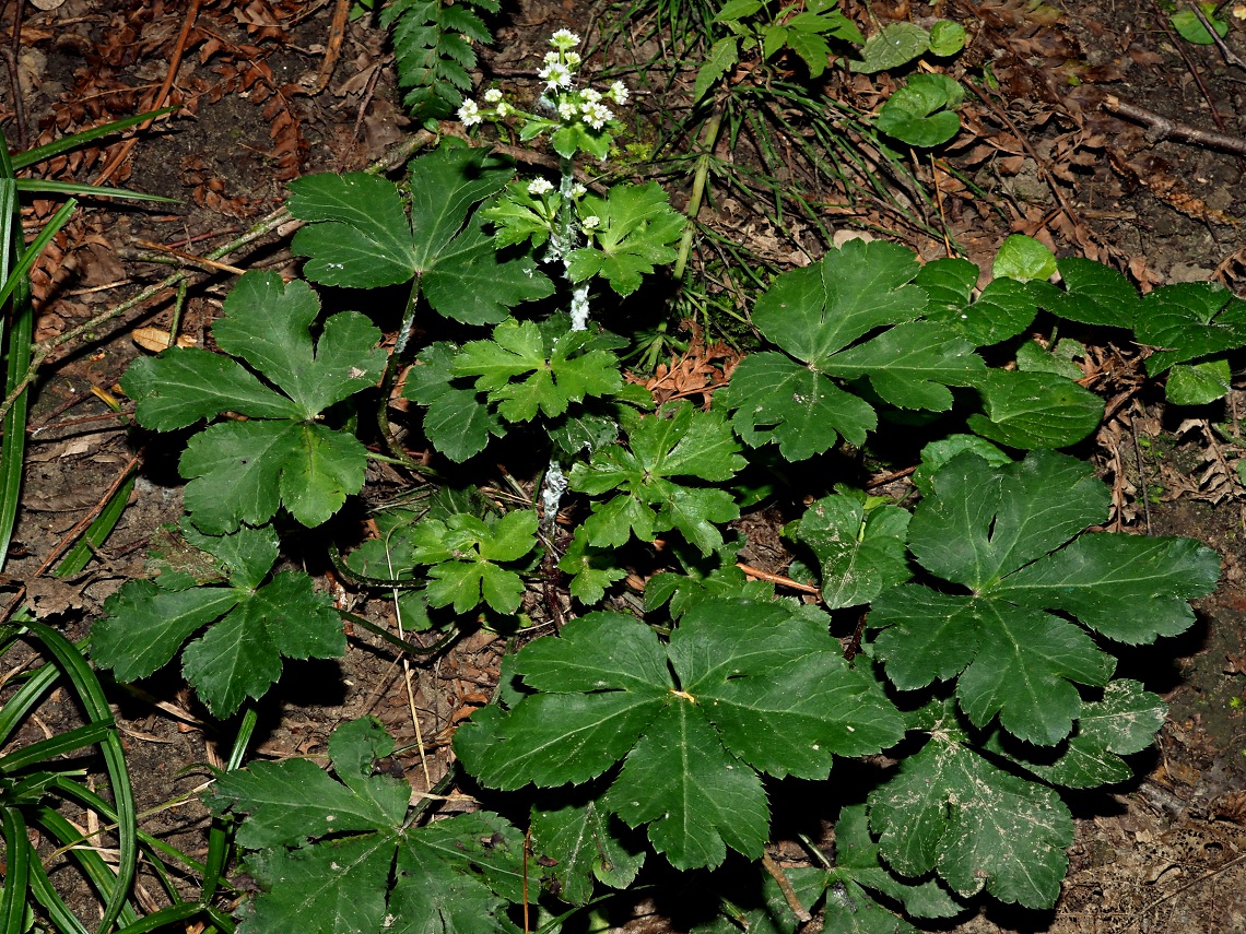 Image of Sanicula europaea specimen.