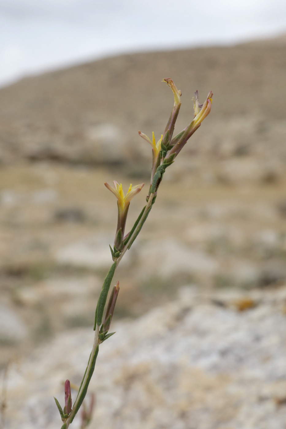Image of Scariola orientalis specimen.