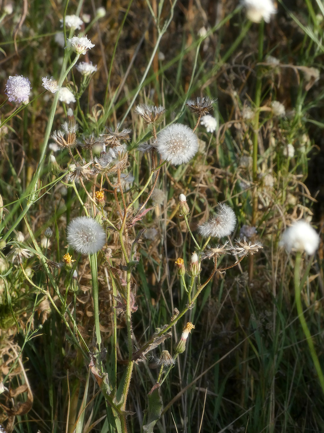 Image of Unknown species specimen.