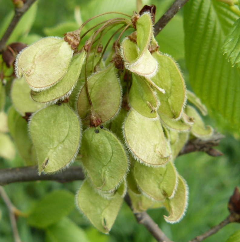 Image of Ulmus laevis specimen.
