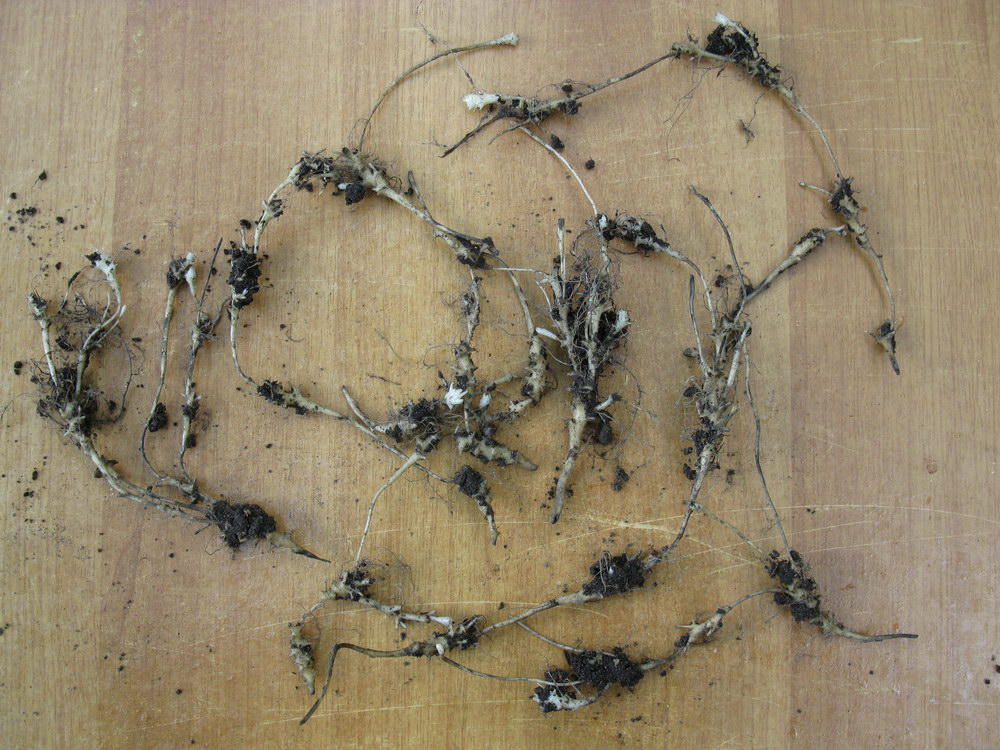 Image of Cardamine glanduligera specimen.