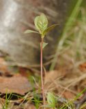 Trientalis europaea. Растение с бутоном. Мурманская обл., Североморский р-н, берег губы Грязной. 29.05.2011.