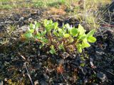 Trifolium spadiceum