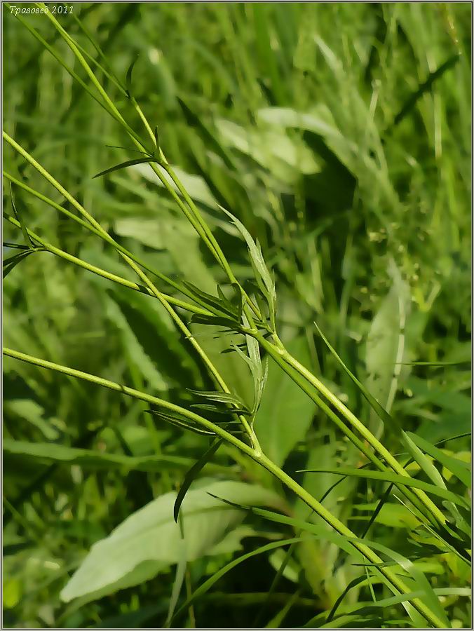 Image of Ranunculus acris specimen.