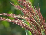 Calamagrostis epigeios. Часть соцветия. Московская обл., Раменский р-н, окр. дер. Хрипань, поле. 17.07.2005.