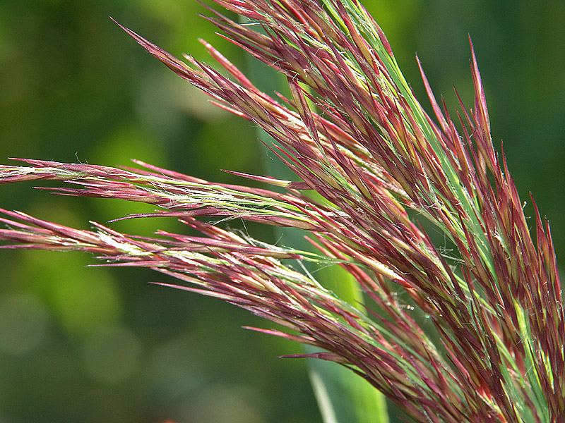 Изображение особи Calamagrostis epigeios.