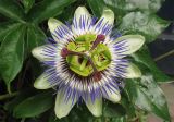 Passiflora caerulea