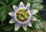 Passiflora caerulea. Цветок. Нидерланды, Гронинген, в культуре. 22 июня 2008 г.