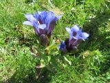 Gentiana septemfida