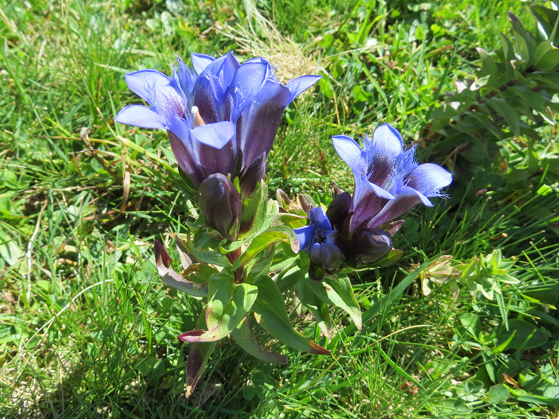 Image of Gentiana septemfida specimen.
