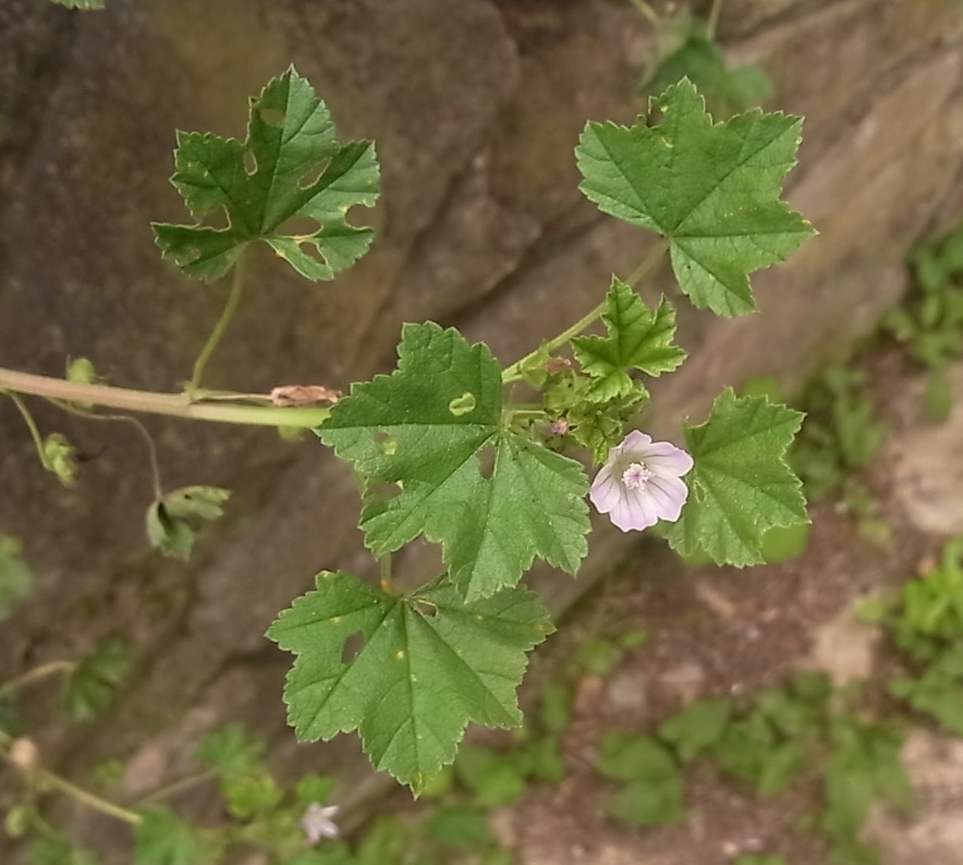 Изображение особи Malva neglecta.