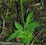 Draba stenocarpa. Прикорневые и стеблевые листья. Казахстан, Южно-Казахстанская обл., Угамский хр., ущ. р. Сазаната. 05.05.2011.