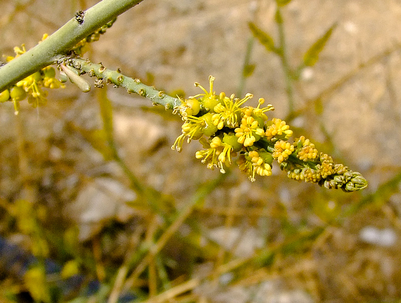 Изображение особи Ochradenus baccatus.