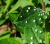 Anchusa aegyptiaca