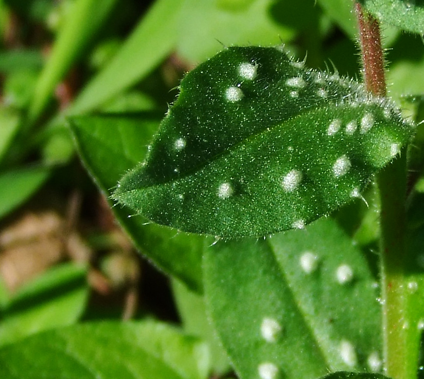 Изображение особи Anchusa aegyptiaca.