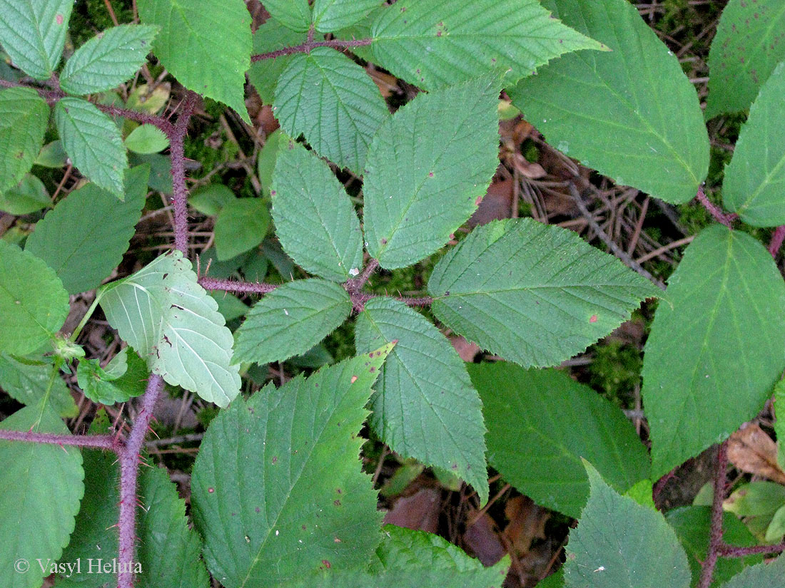 Изображение особи Rubus hirtus.