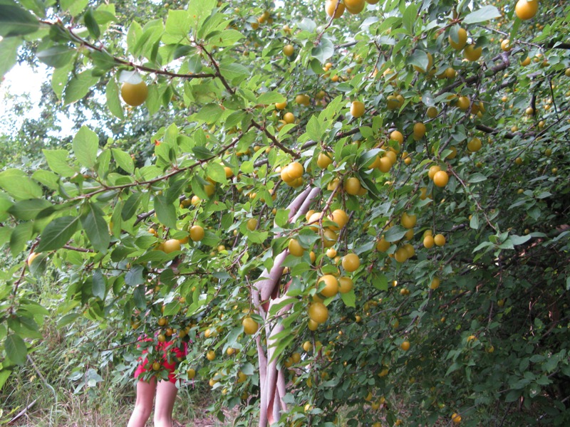 Image of Prunus cerasifera specimen.