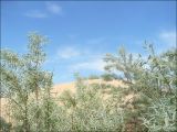 Изображение особи. Автор - Михаил Лучкин