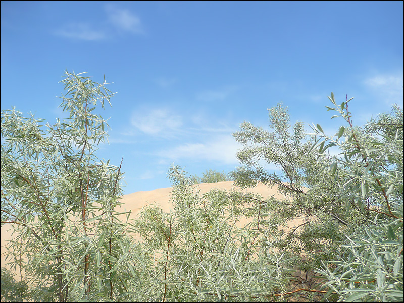 Изображение особи Elaeagnus angustifolia.