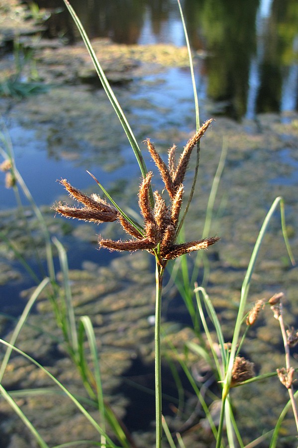 Изображение особи Bolboschoenus glaucus.