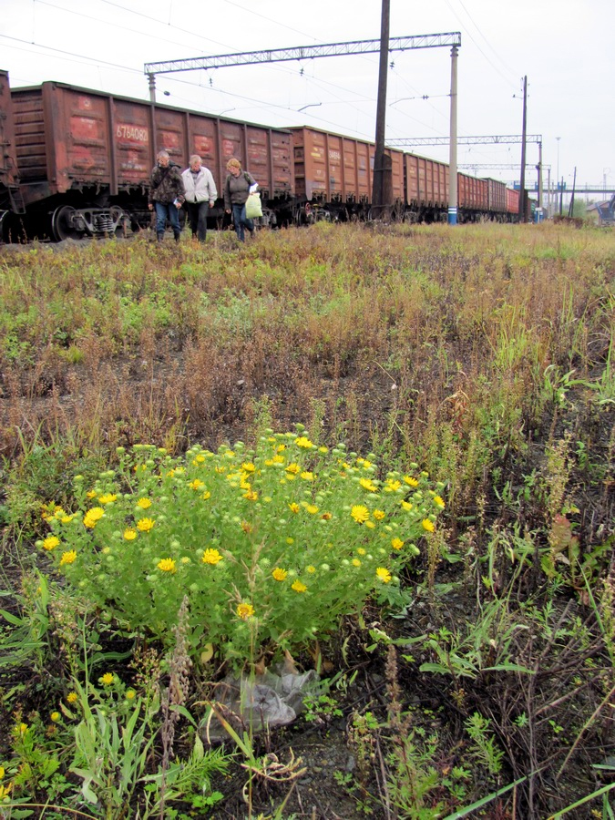 Изображение особи Grindelia squarrosa.