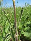 Silene chersonensis. Часть побега. Украина, Донецкая обл., Константиновский р-н, песчаный степной склон долины р. Калиновка. 27.05.2011.