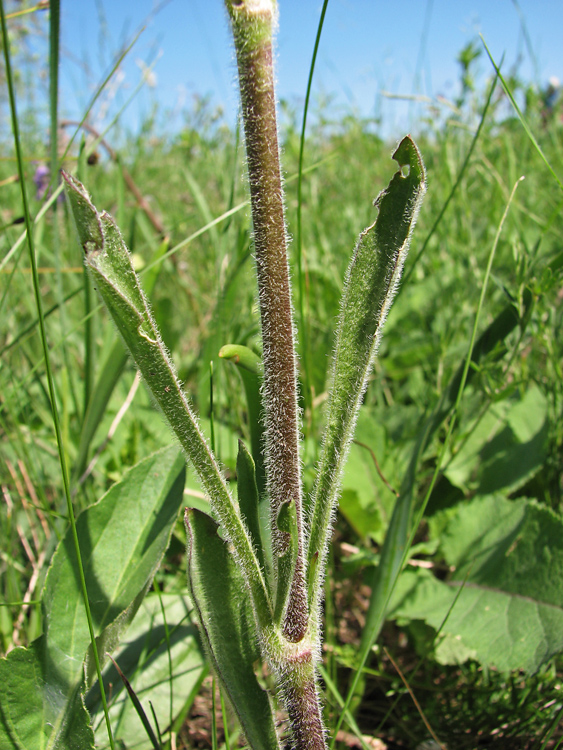 Изображение особи Silene chersonensis.