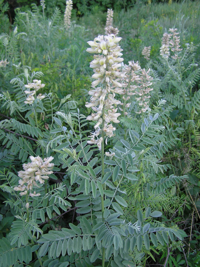 Изображение особи Pseudosophora alopecuroides.