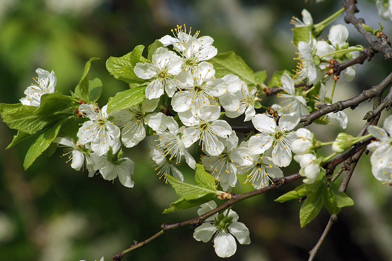 Image of Prunus spinosa specimen.