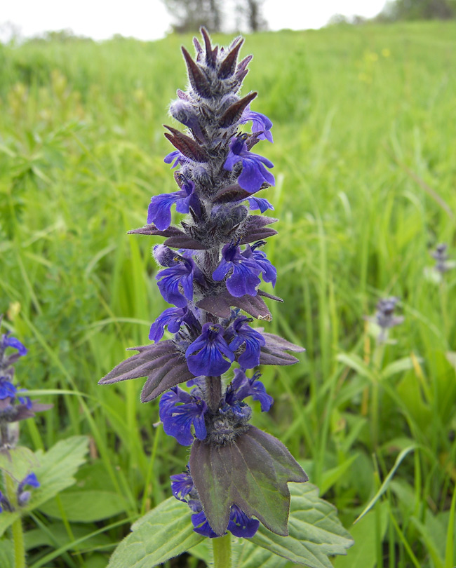 Image of Ajuga genevensis specimen.