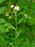 Erigeron подвид lilacinus