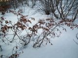 Изображение особи. Автор - Евгений Берестовский