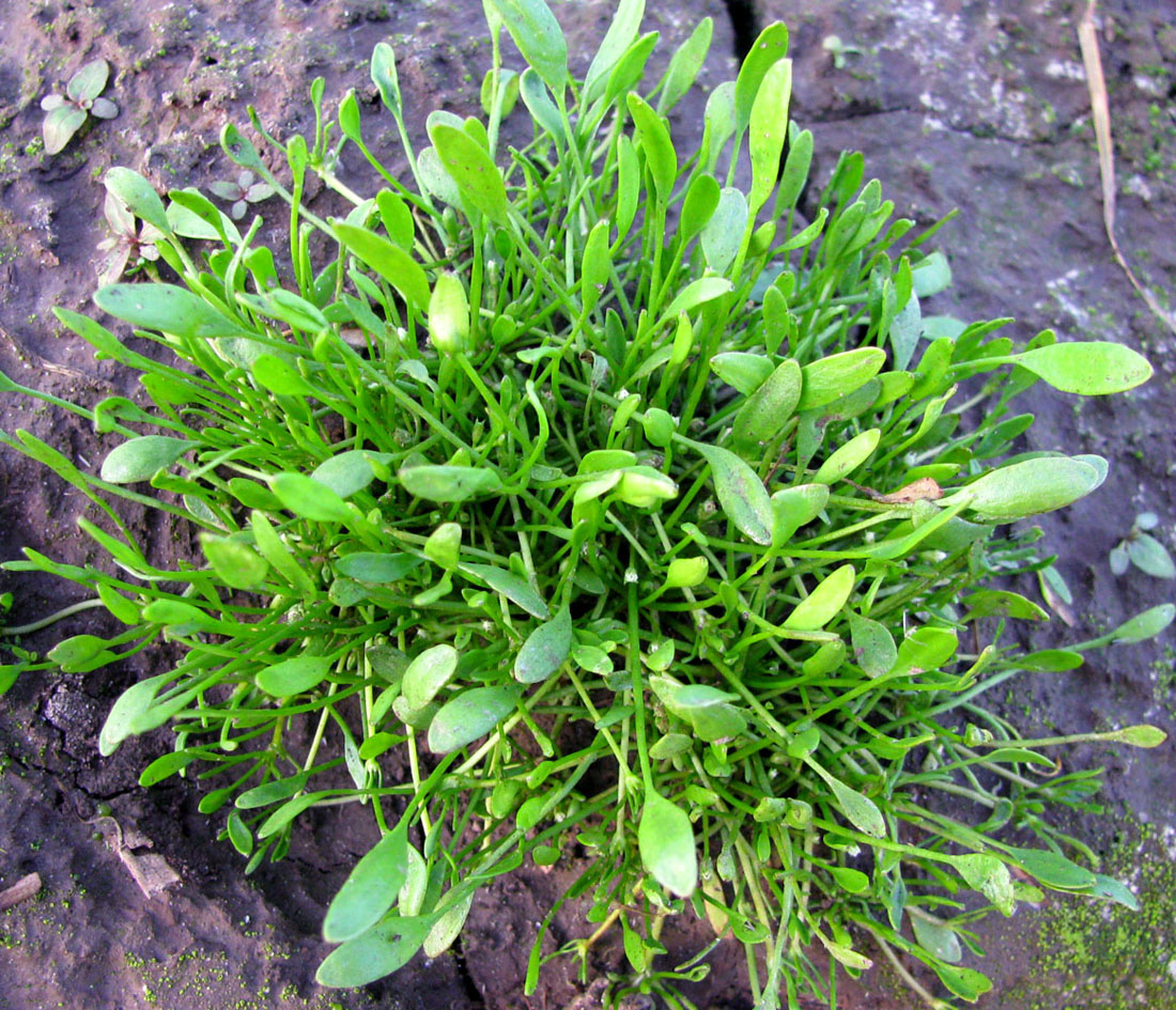 Image of Limosella aquatica specimen.