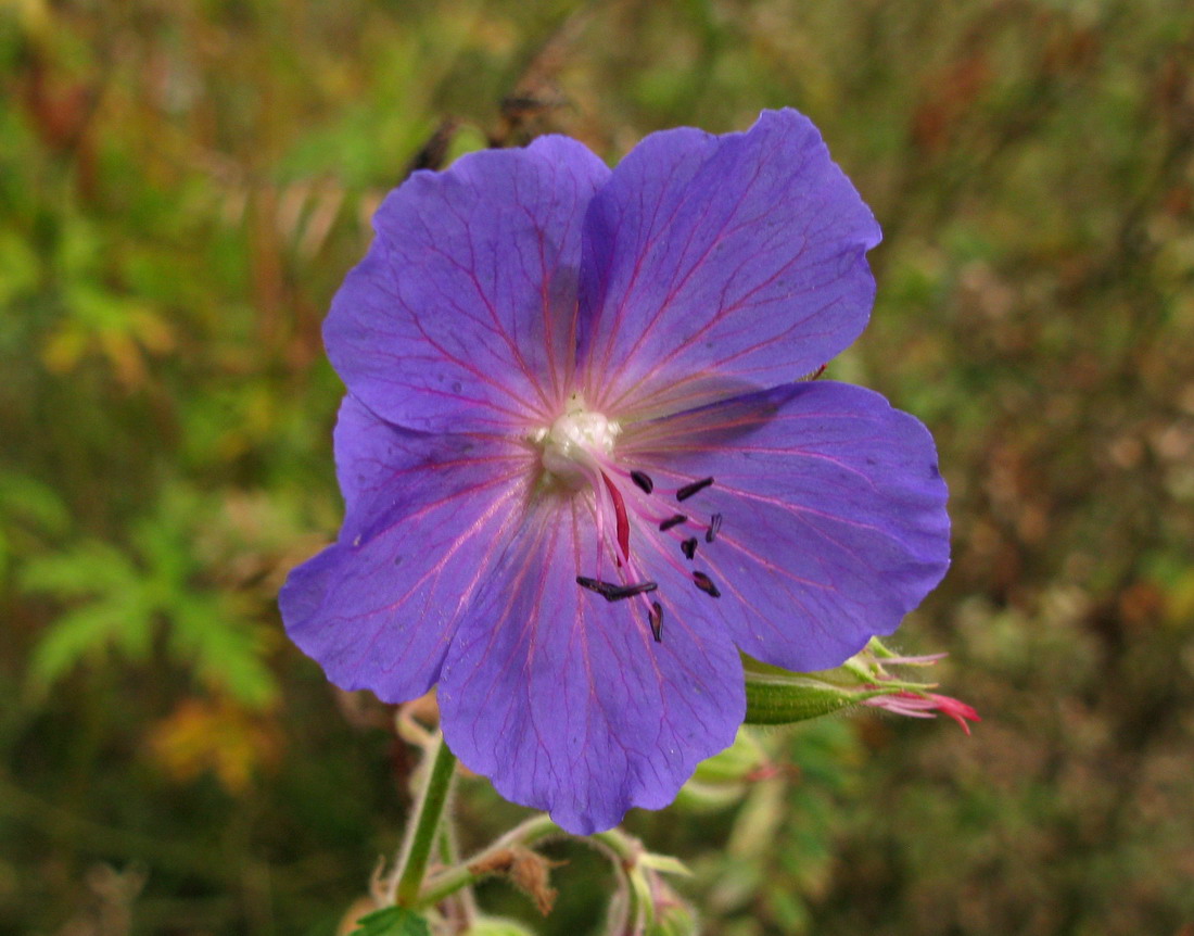 Изображение особи Geranium transbaicalicum.