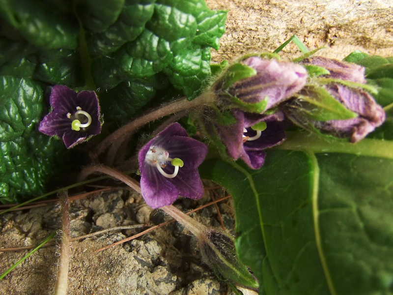 Изображение особи Mandragora officinarum.