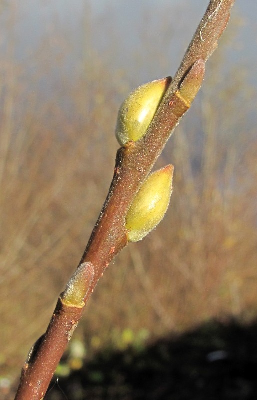Image of Salix gmelinii specimen.