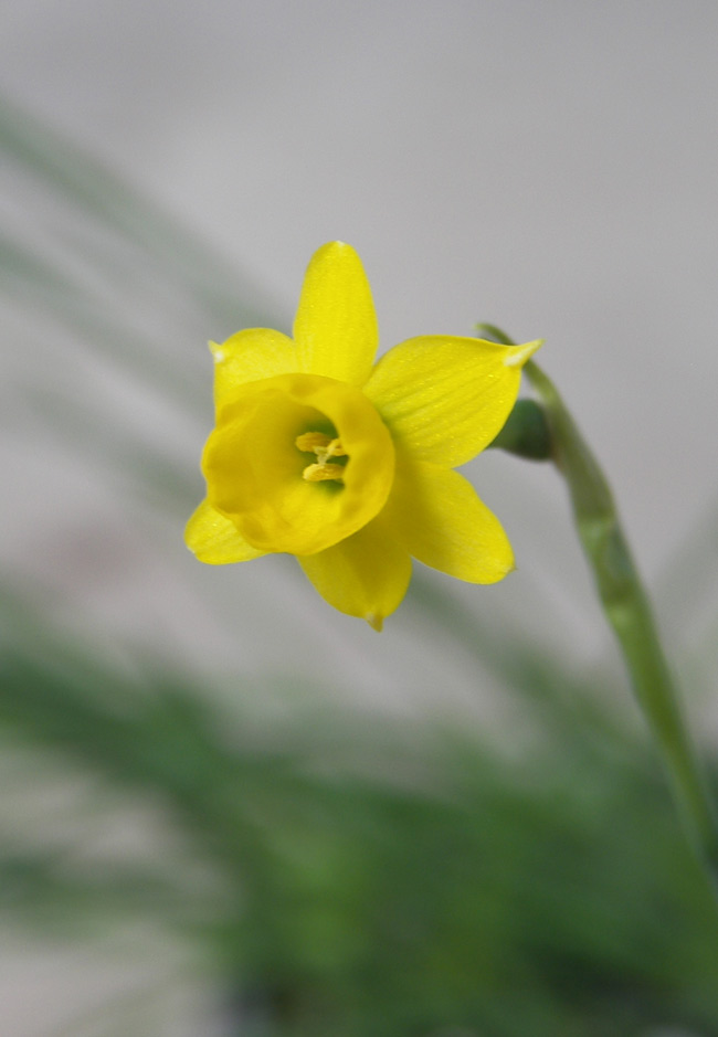Изображение особи Narcissus gaditanus.
