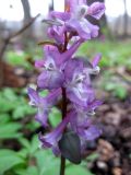 Corydalis cava. Соцветие. Украина, Киев, заказник \"Лесники\", низинная часть. 15 апреля 2012 г.